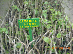Figs for reforestation. People and animals, such as the yellow tailed wolly monkey, will eat the fruit. ECOAN nursury, Lake Pomacochas, Peru.