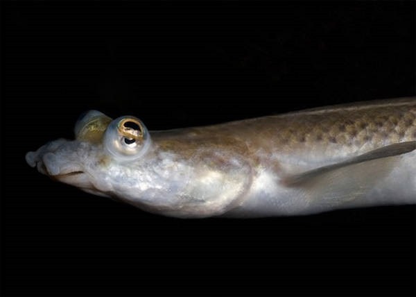 1- O peixe quatro-olhos 1- O peixe quatro-olhos