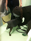 Dedicated volunteers made sure residents were not only warm but chic as well!  (See animal details at link below blog post- The Humane Society of NY)