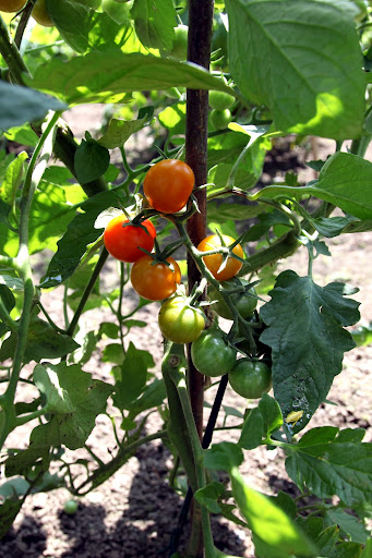Very soon, we're going to have more tomatoes than we know what to do with!  Martha loves the tomato harvest and will can many of them for the winter.