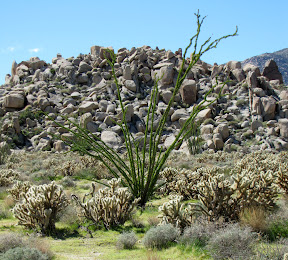 IMG_0445_1.jpg