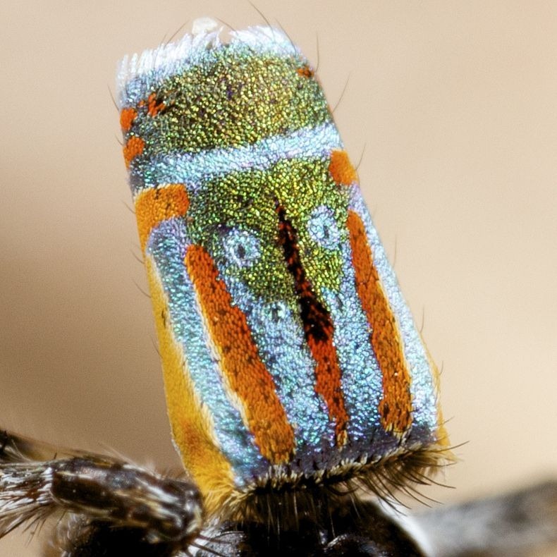 peacock-spider-7 peacock-spider-7