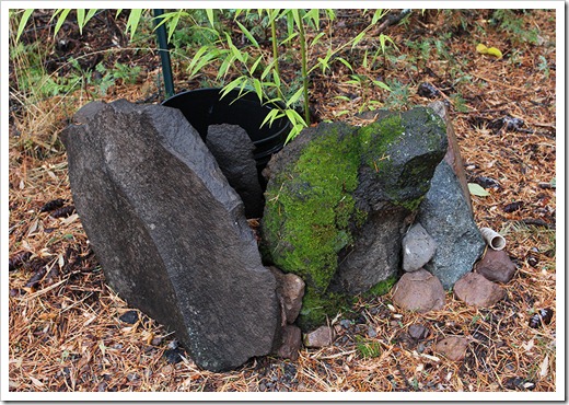 111124_Phyllostachys-nigra-Henon_04 111124_Phyllostachys-nigra-Henon_04