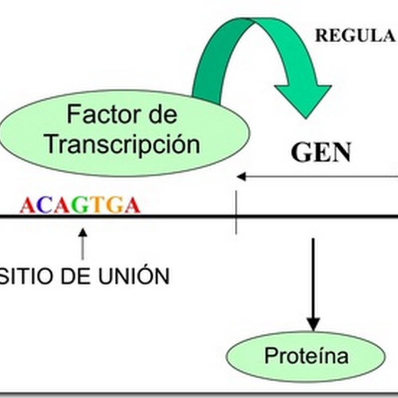 La Enciclopedia de los Factores de Transcripción