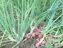 cara bertanam bawang merah cara bertanam bawang merah