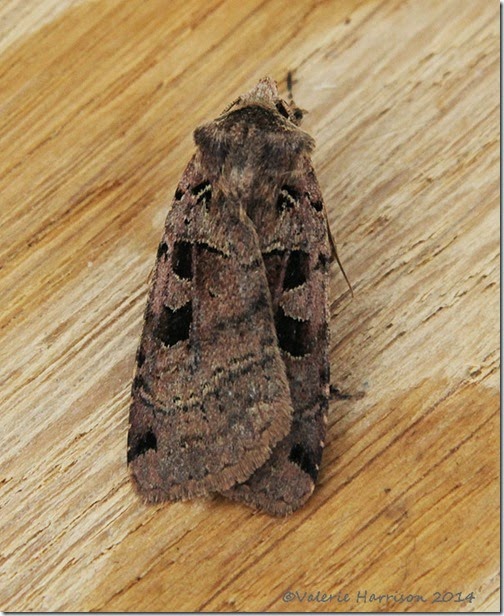 Double-square-spot-1 Double-square-spot-1