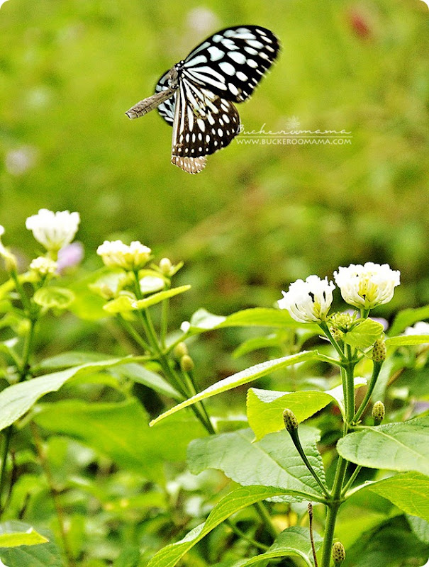Butterfly-2 Butterfly-2