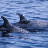 Grampus (rizzo's dolphin)