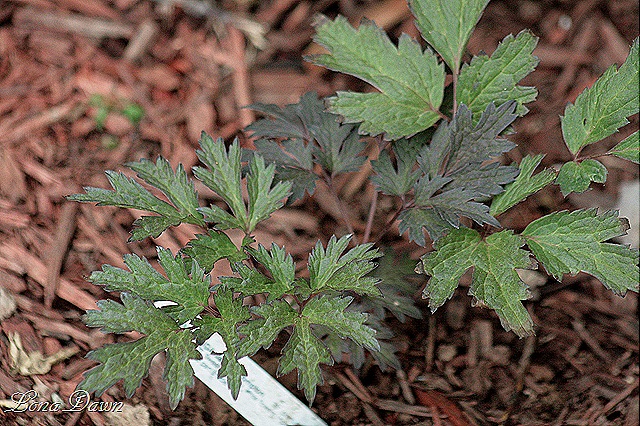 [Snakeroot_JamesCompton%255B9%255D.jpg]