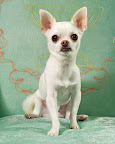 Rocco, a Chihuahua, displays a debonaire dash similar to Fred Astaire. Rocco, a Chihuahua, displays a debonaire dash similar to Fred Astaire.