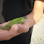 Sand Lizard