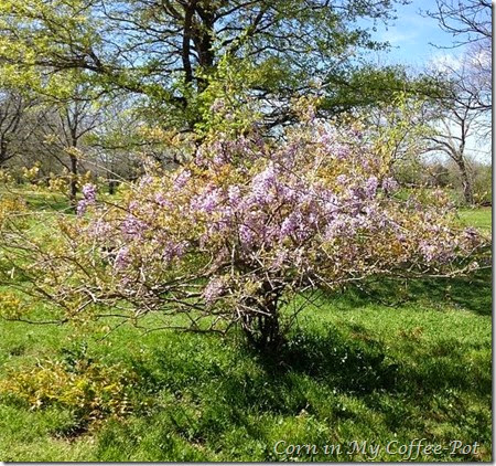 wisteria 20.14