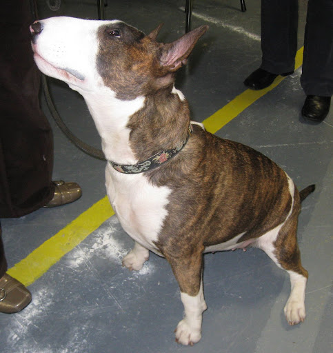 Colored Bull Terrier