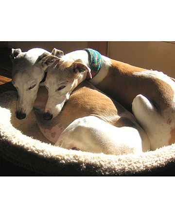Adopting a bonded pair of animals so they can stay together teaches the importance of companionship and sticking together through adversity... Adopting a bonded pair of animals so they can stay together teaches the importance of companionship and sticking together through adversity...