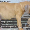 dourado1.jpg