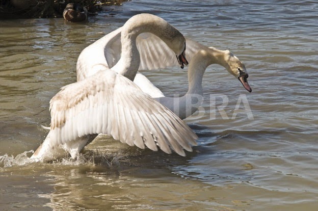 [660946-mute-swan-attacking-another-swan.jpg]