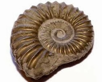 Fossíl