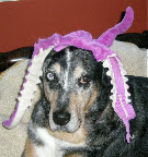 Zelda- bring a smile to others as always!