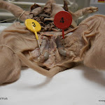 fetal_pig_epididymus_labeled.jpg