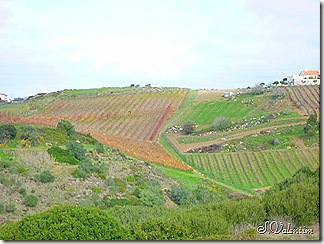 P1180995 P1180995