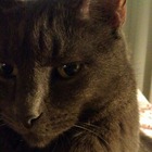 raja