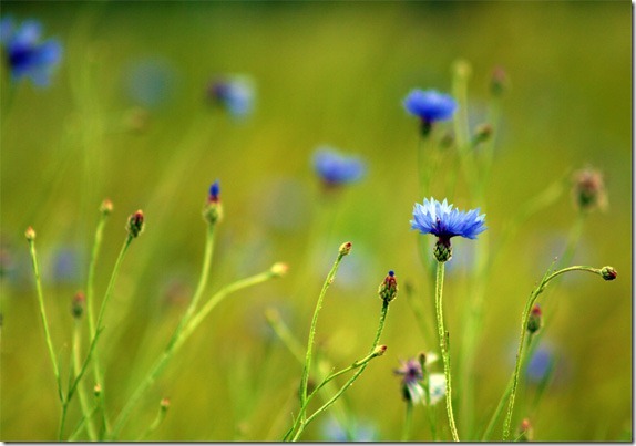flower-photography2 flower-photography2