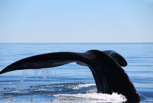 [KLA-whale-photo_fix3.jpg]