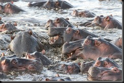 October 20, 2012 hippo crowd