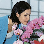 Paradis des Orchidées