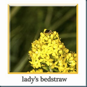 lbedstraw1