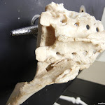 sacrum.JPG