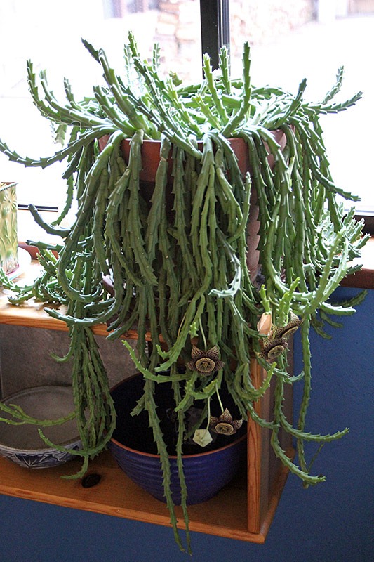 [111223_orbea-variegata3%255B1%255D.jpg]
