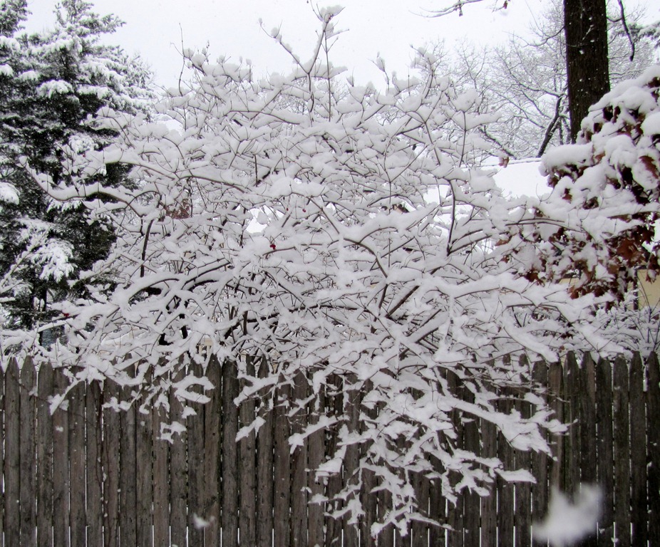 [SnowLace%255B4%255D.jpg]