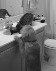 Always remember to provide your fur kids with access to lots of fresh water.
(Walter and Mojito of Pennsylvania) Always remember to provide your fur kids with access to lots of fresh water.
(Walter and Mojito of Pennsylvania)