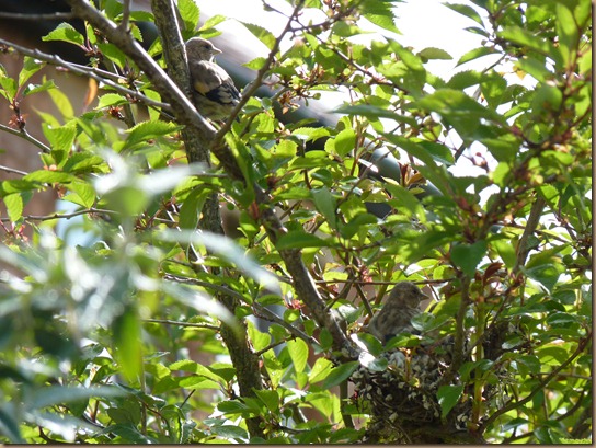fledglings 011 fledglings 011