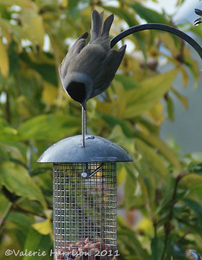 [blackcap-2%255B2%255D.jpg]