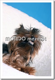 fonte da imagem: http://www.flickr.com/photos/debgray/ fonte da imagem: http://www.flickr.com/photos/debgray/