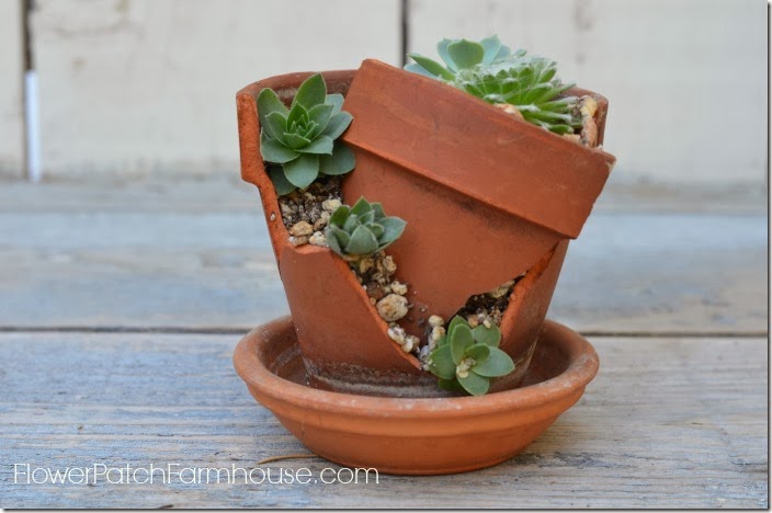 potted chicks1 potted chicks1