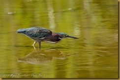 Green Heron - Butorides virescens