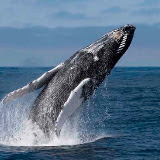 Breaching humpback whale