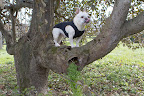 Franny, a squirrel has recently been hanging out in this old apple tree. Thinking of squirrels makes me salivate. Franny, a squirrel has recently been hanging out in this old apple tree. Thinking of squirrels makes me salivate.