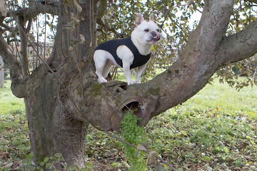 Franny, a squirrel has recently been hanging out in this old apple tree. Thinking of squirrels makes me salivate. Franny, a squirrel has recently been hanging out in this old apple tree. Thinking of squirrels makes me salivate.
