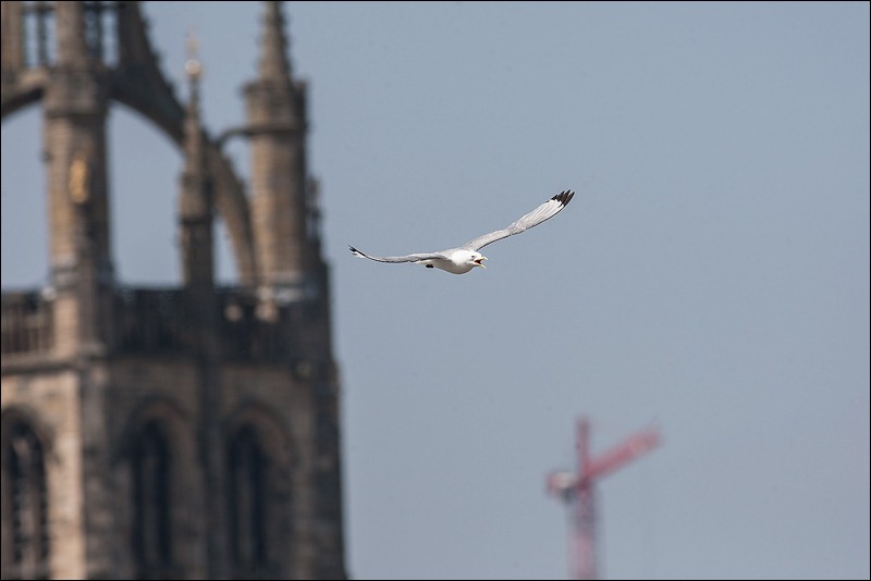 Tyne Bridge Kittiwakes