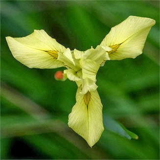 [Moraea-spathulata-12.jpg]