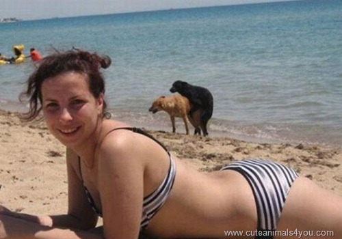50_Funniest_Animal_Photobombs_Of_All_Time_47