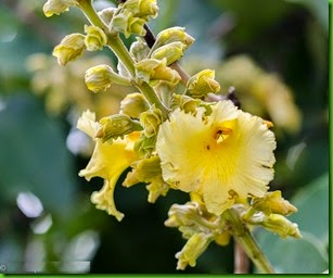 Qualea grandiflora Qualea grandiflora