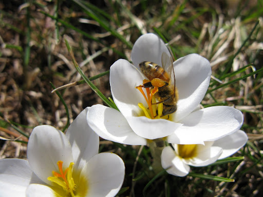 This honey bee sure likes them!