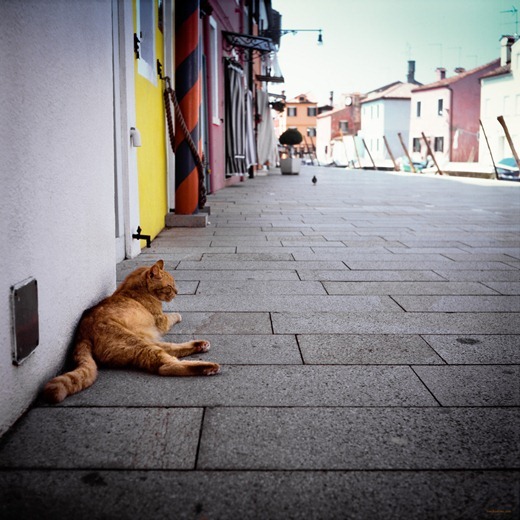 buranocat