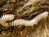 On our last trip hiking out in the bush around our village (looking for an elephant that had busted through the fence from Kruger), we found this awesome white millipede - I'd never seen one like this before! South Africa - 535.jpg