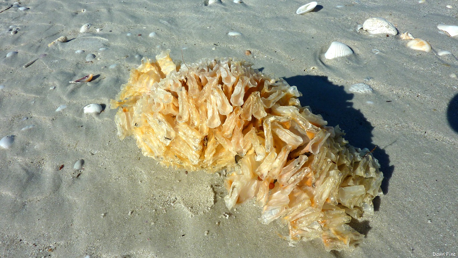 [Sanibel%2520Shell%2520and%2520birds_119%255B8%255D.jpg]